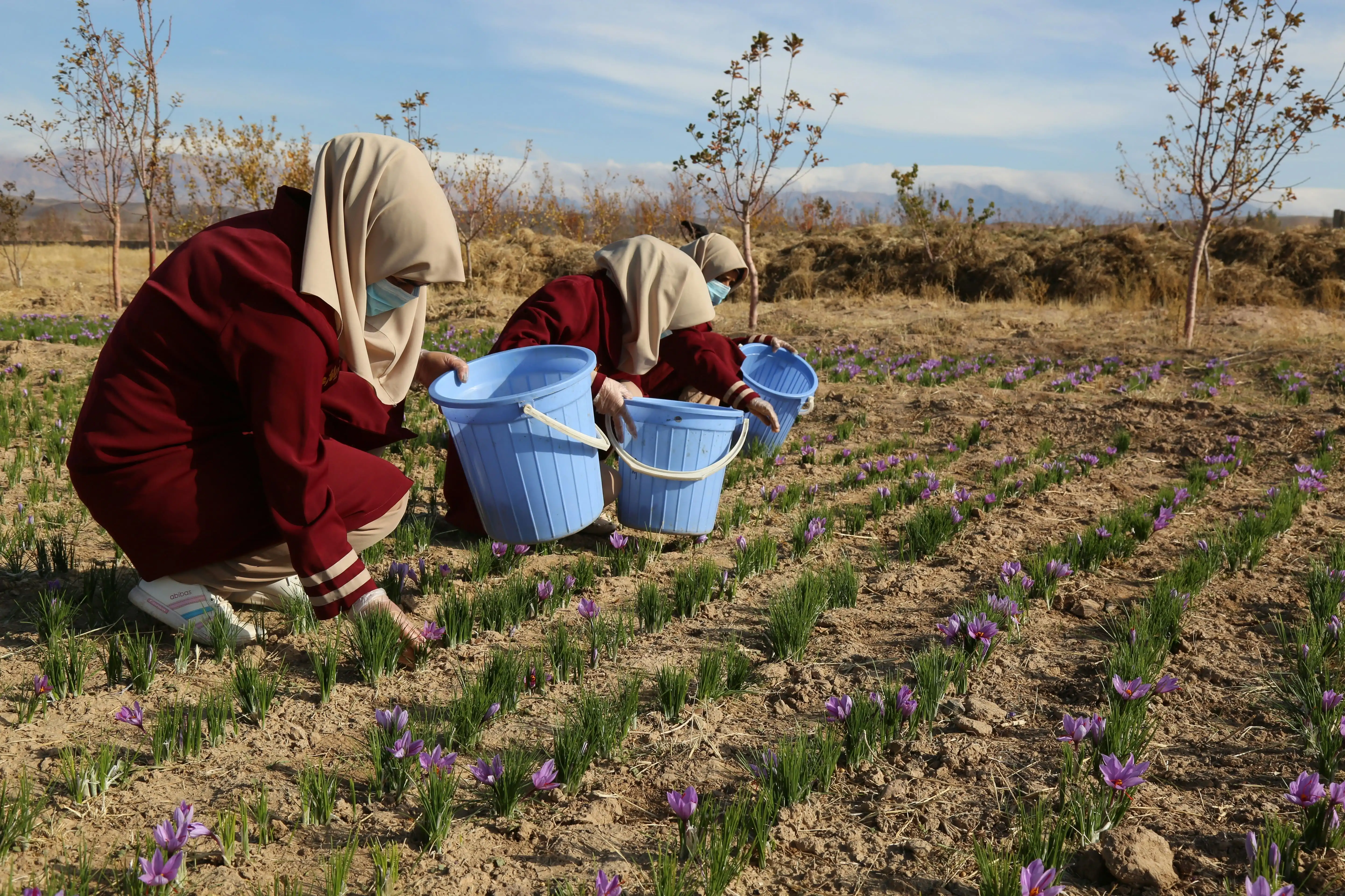 Premium Afghan saffron fields at sunrise